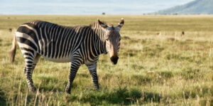 Read more about the article The Mystery of Zebra Stripes
